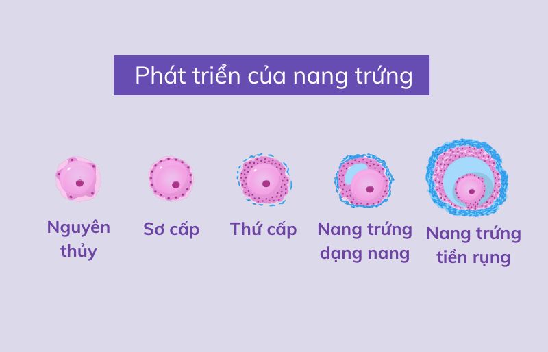Phát triển của nang trứng